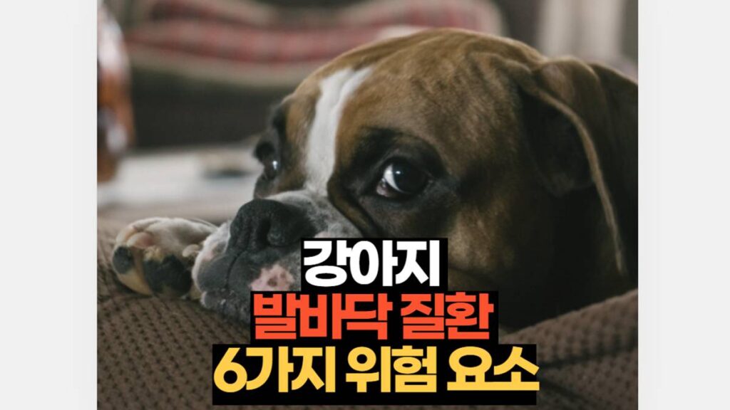 강아지 발바닥 질환 위험 요소 6가지