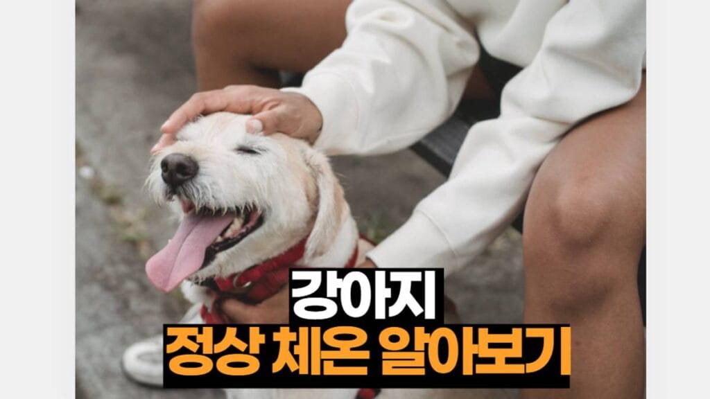 강아지 정상 체온