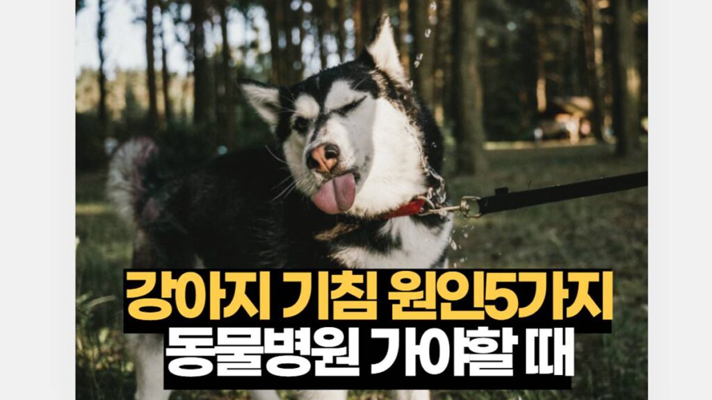 강아지 기침 원인5가지 동물병원 가야할 때