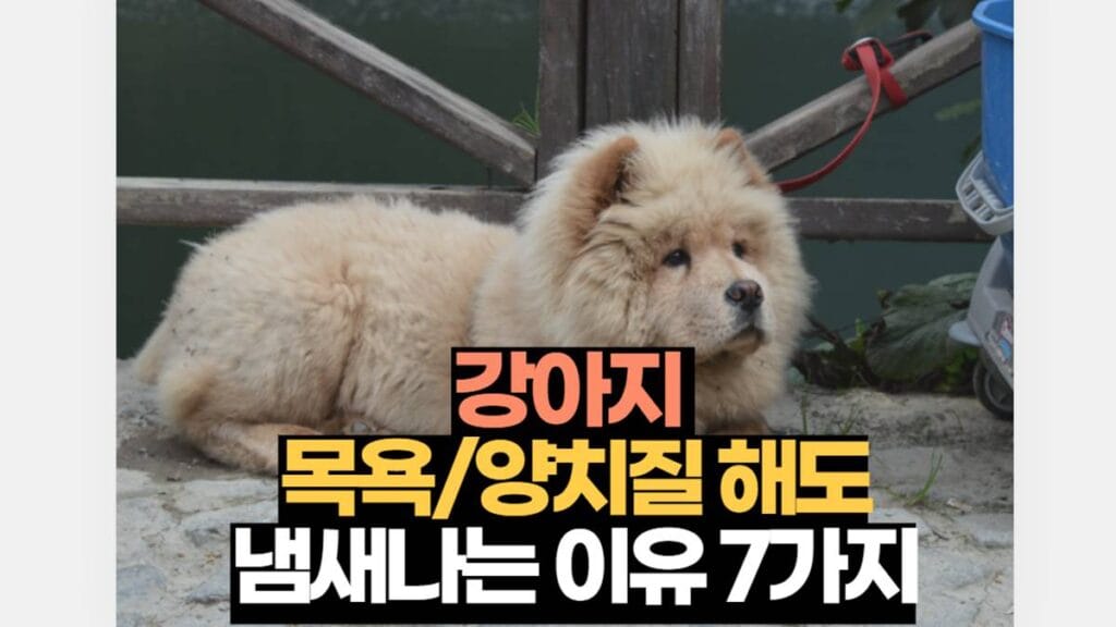 강아지 냄새 나는 이유 7가지