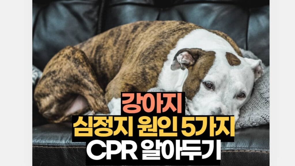 강아지 심정지 원인 5가지 CPR 알아두기