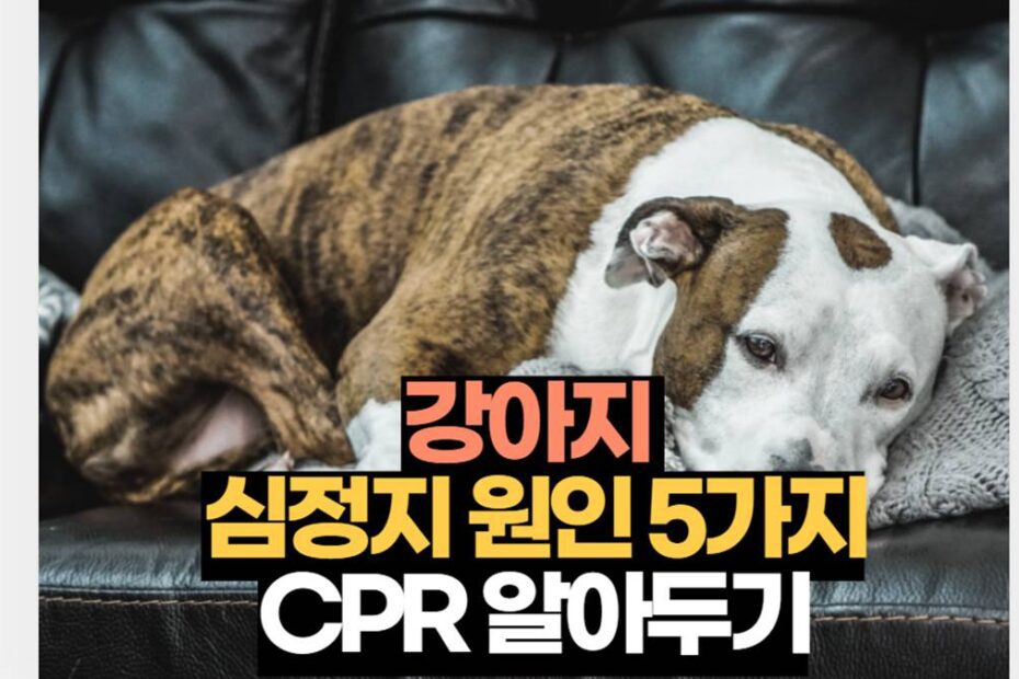 강아지 심정지 원인 5가지 CPR 알아두기