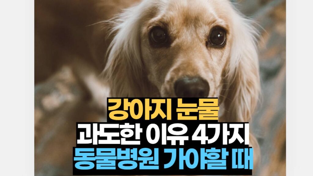 강아지 눈물 원인