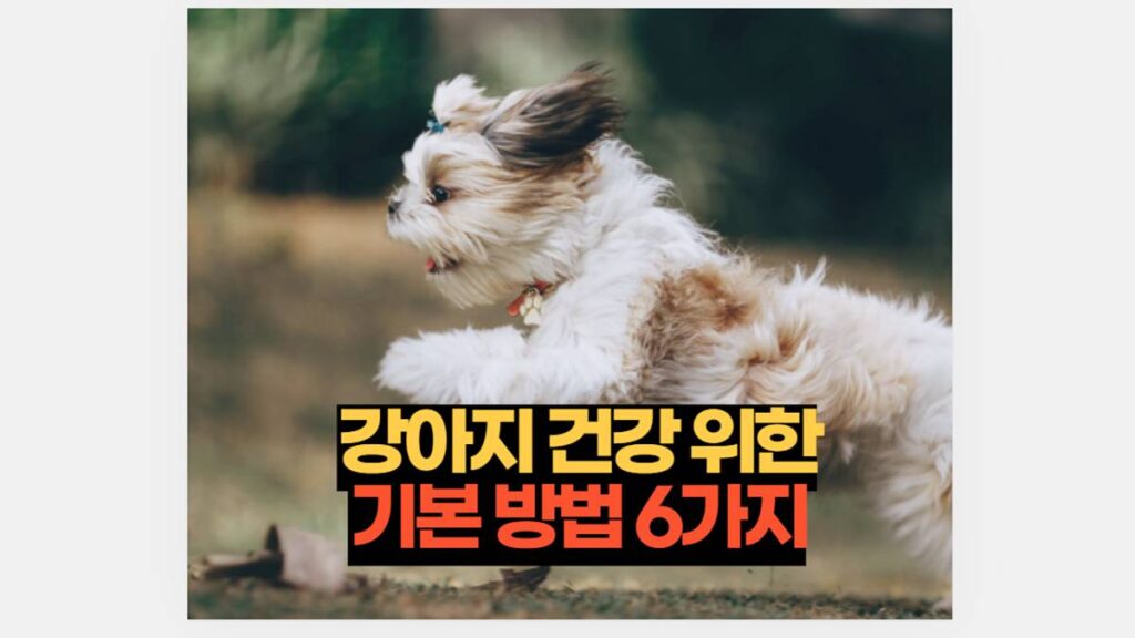 강아지 건강 지키는 방법