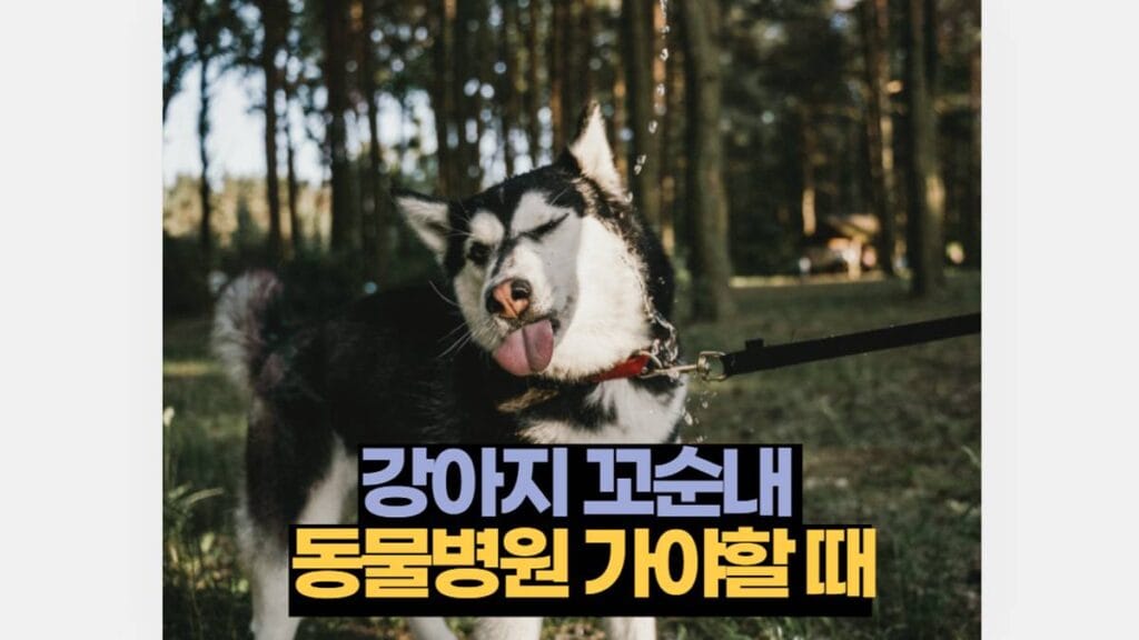 강아지 꼬순내 동물병원 가야할 때