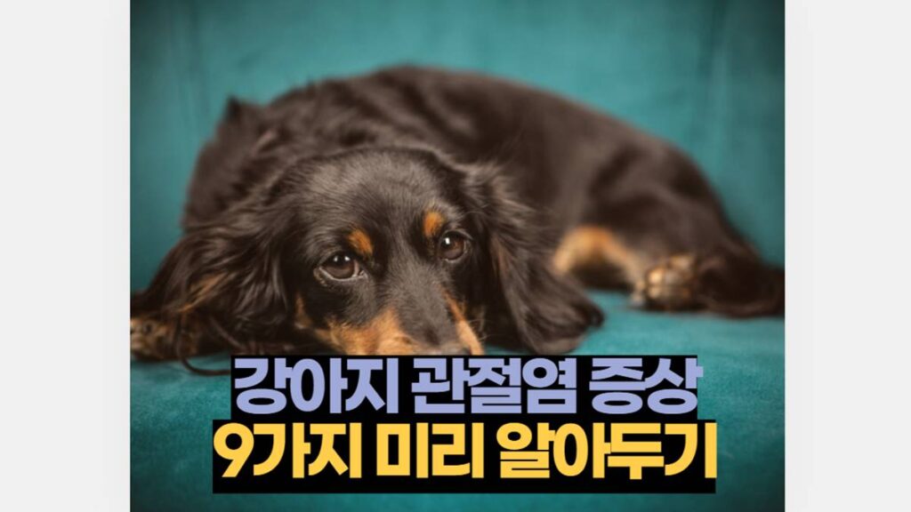 강아지 관절염 증상 9가지 미리 알아두기