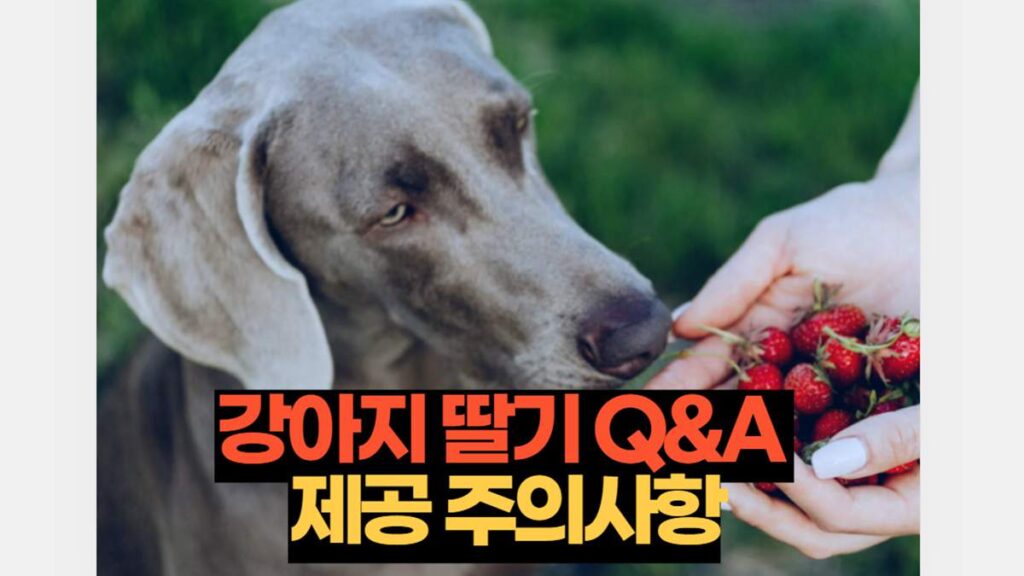 강아지 딸기 Q&A 제공 주의사항