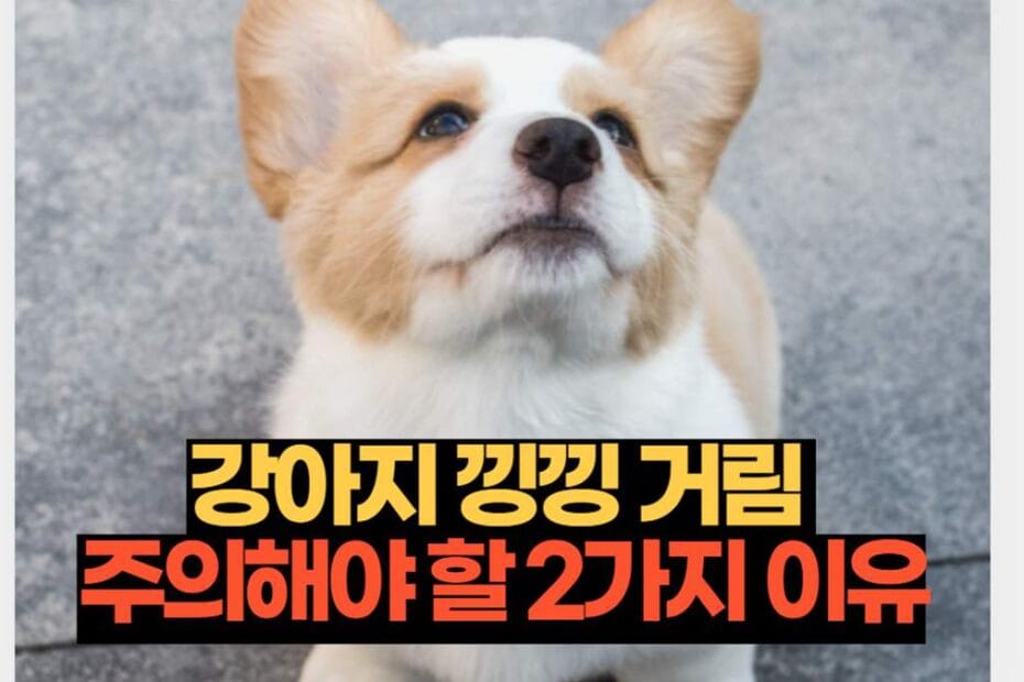 강아지 낑낑 거림 주의해야 할 2가지 이유