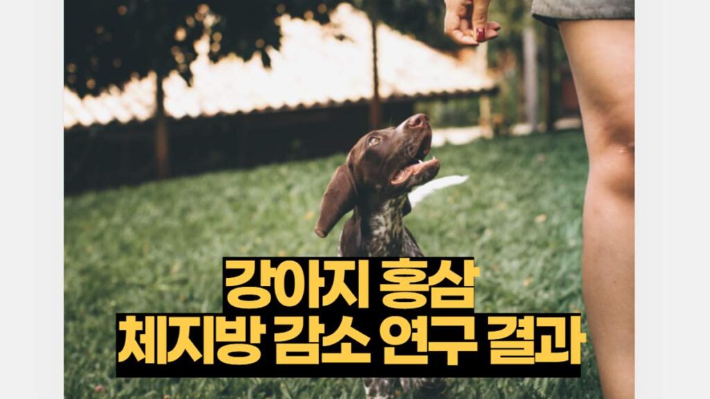 강아지 홍삼 체지방 감소 연구 결과