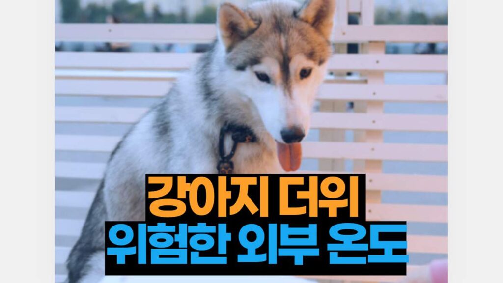 강아지 더위 위험한 외부 온도