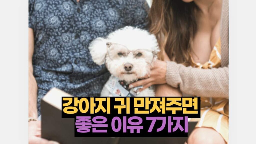 강아지 귀 만져주면 좋은 이유 7가지