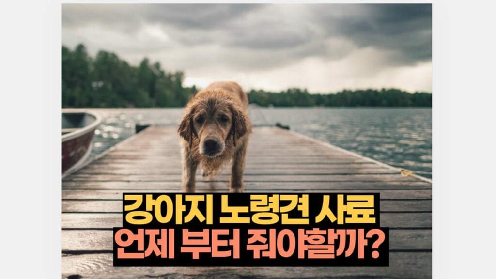 강아지 노령견 사료 언제 부터 줘야할까? 