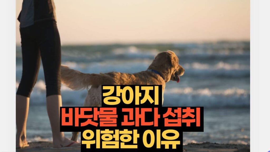 강아지  바닷물 과다 섭취  위험한 이유 