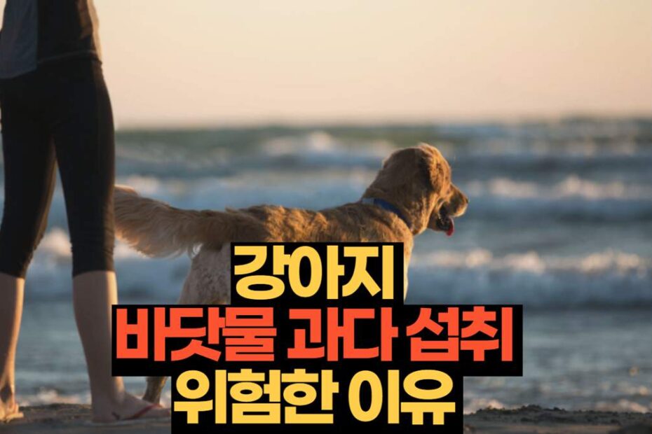 강아지  바닷물 과다 섭취  위험한 이유 
