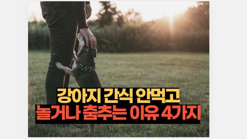 강아지 간식 안먹고 놀거나 춤추는 이유 4가지