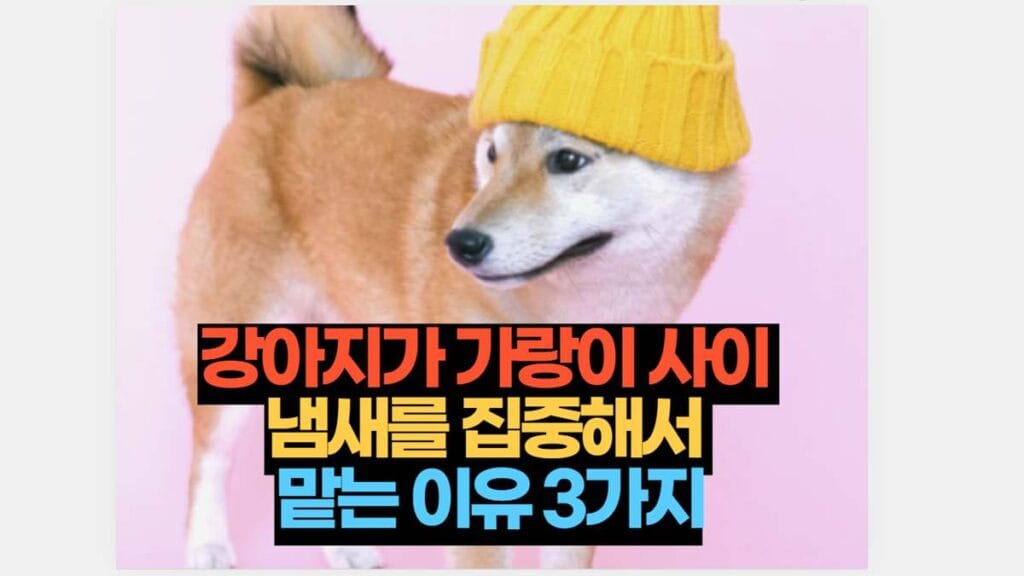 강아지가 가랑이 사이  냄새를 집중해서  맡는 이유 3가지