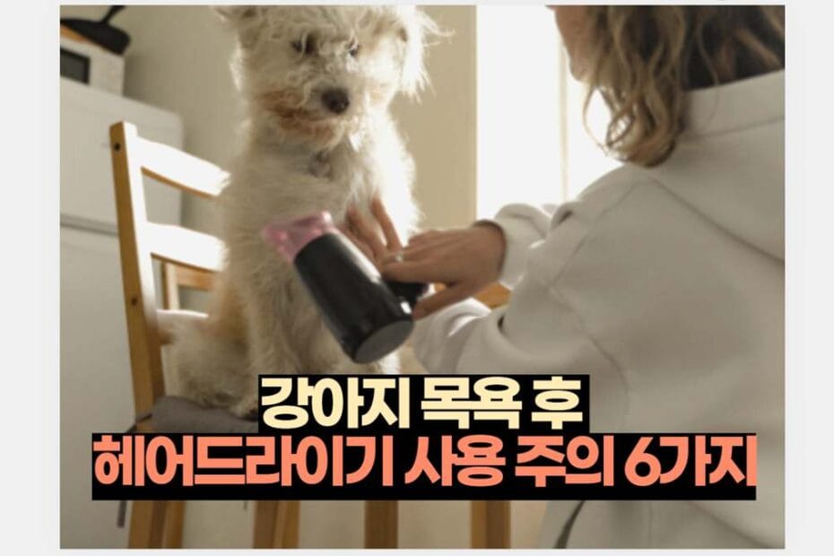 강아지 목욕 후  헤어드라이기 사용 주의 6가지