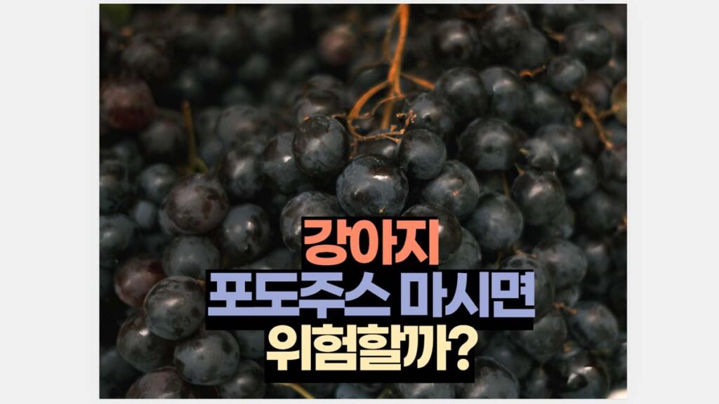 강아지 포도주스 마시면 위험할까?