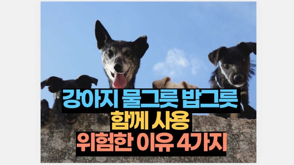 강아지 물그릇 밥그릇  함께 사용  위험한 이유 4가지