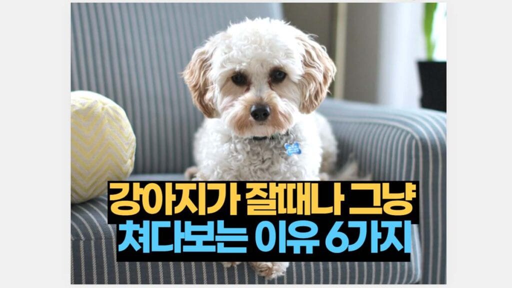 강아지가 잘때나 그냥  쳐다보는 이유 6가지