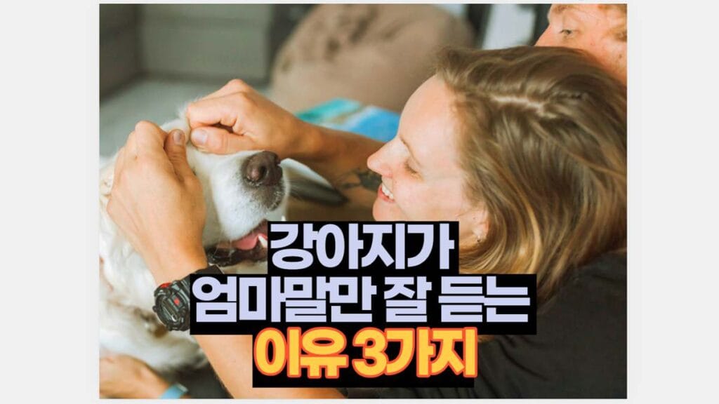 강아지가  엄마말만 잘 듣는  이유 3가지