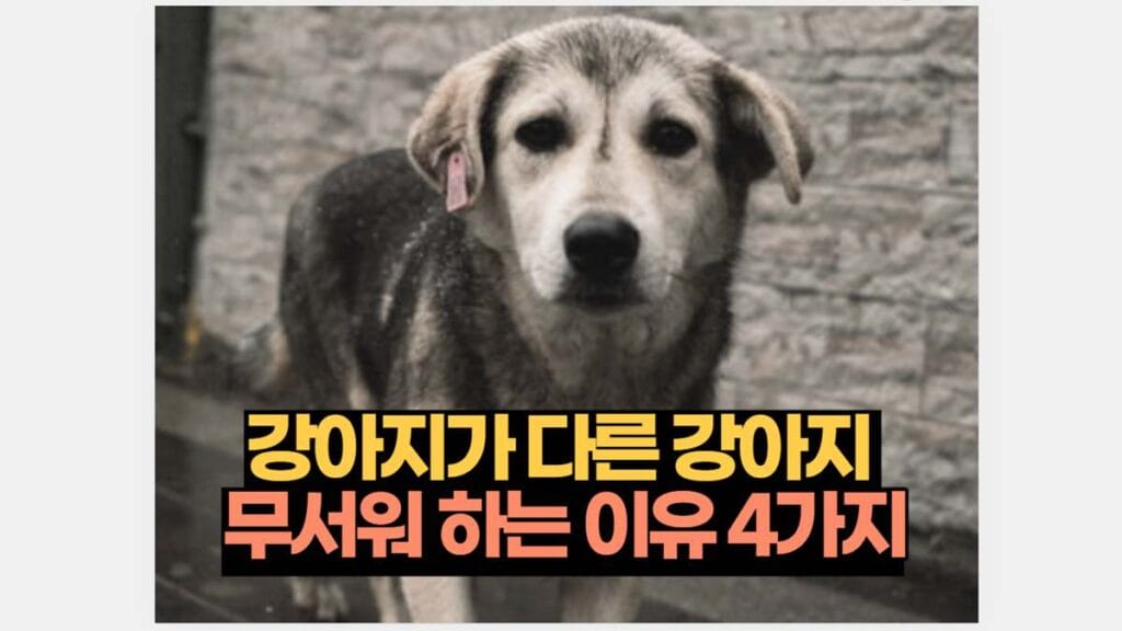 강아지가 다른 강아지  무서워 하는 이유 4가지