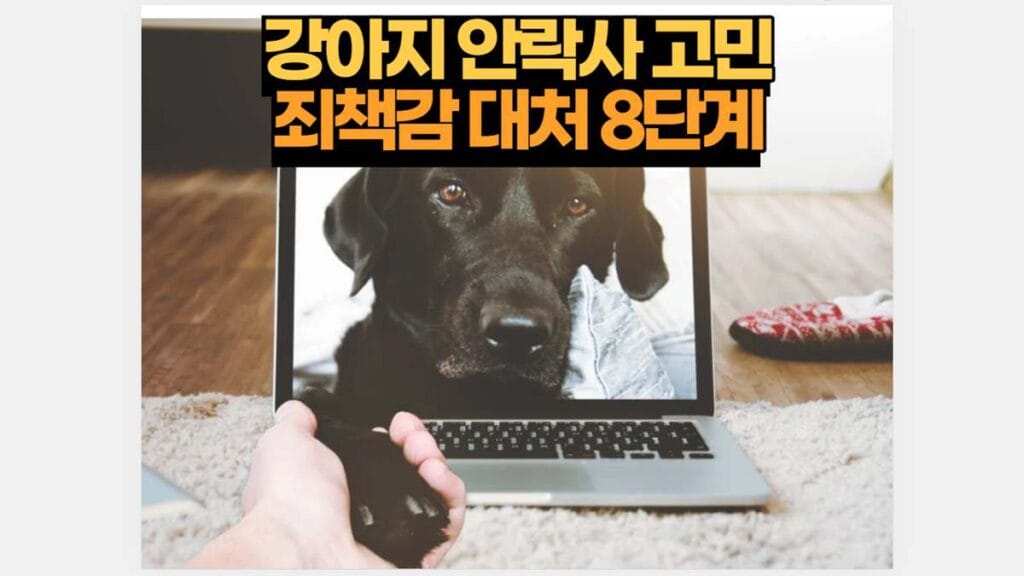 강아지 안락사 고민 죄책감 대처 8단계