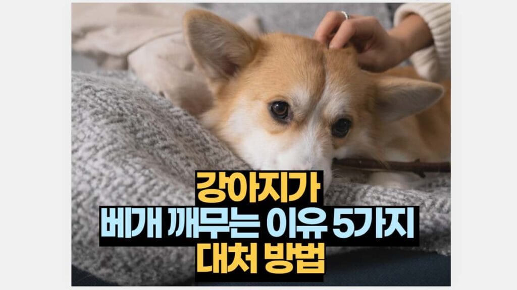 강아지가  베개 깨무는 이유 5가지  대처 방법