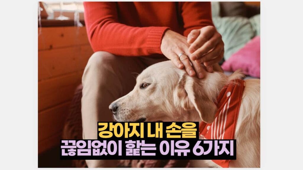 강아지 내 손을  끊임없이 핥는 이유 6가지 