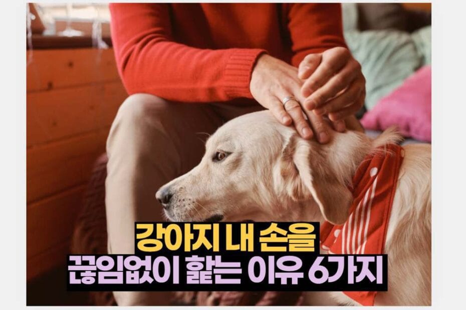 강아지 내 손을  끊임없이 핥는 이유 6가지 