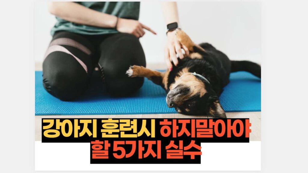 강아지 훈련시 하지말아야 할 5가지 실수