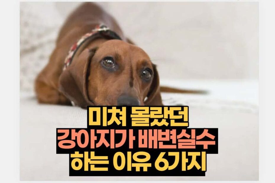 미쳐 몰랐던 강아지가 배변실수  하는 이유 6가지