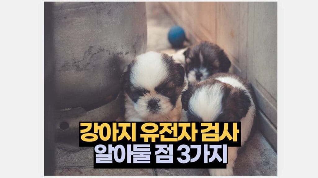 강아지 유전자 검사  알아둘 점 3가지