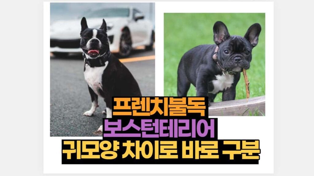 프렌치불독 보스턴테리어 차이점