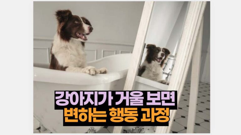 강아지가 거울 보면  변하는 행동 과정