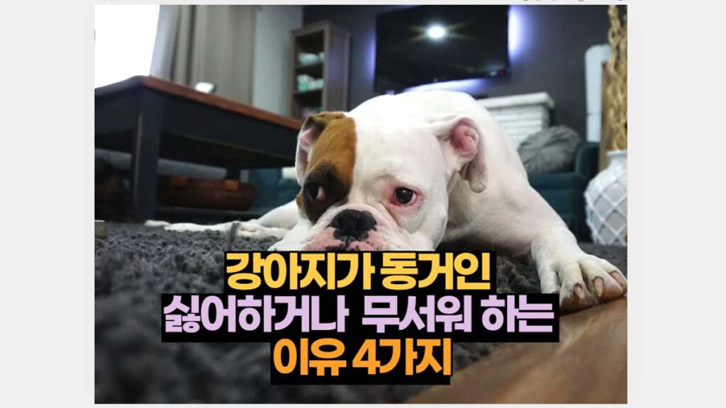 강아지가 동거인  싫어하거나  무서워 하는  이유 4가지