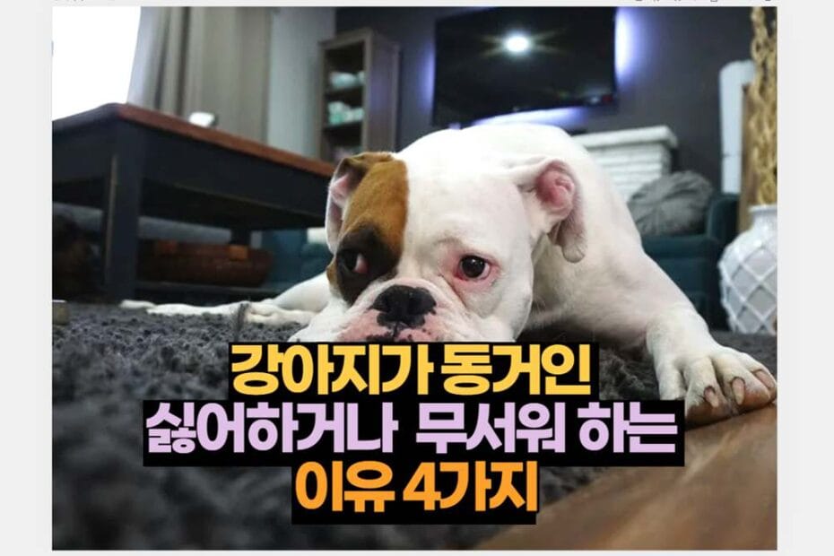 강아지가 동거인  싫어하거나  무서워 하는  이유 4가지