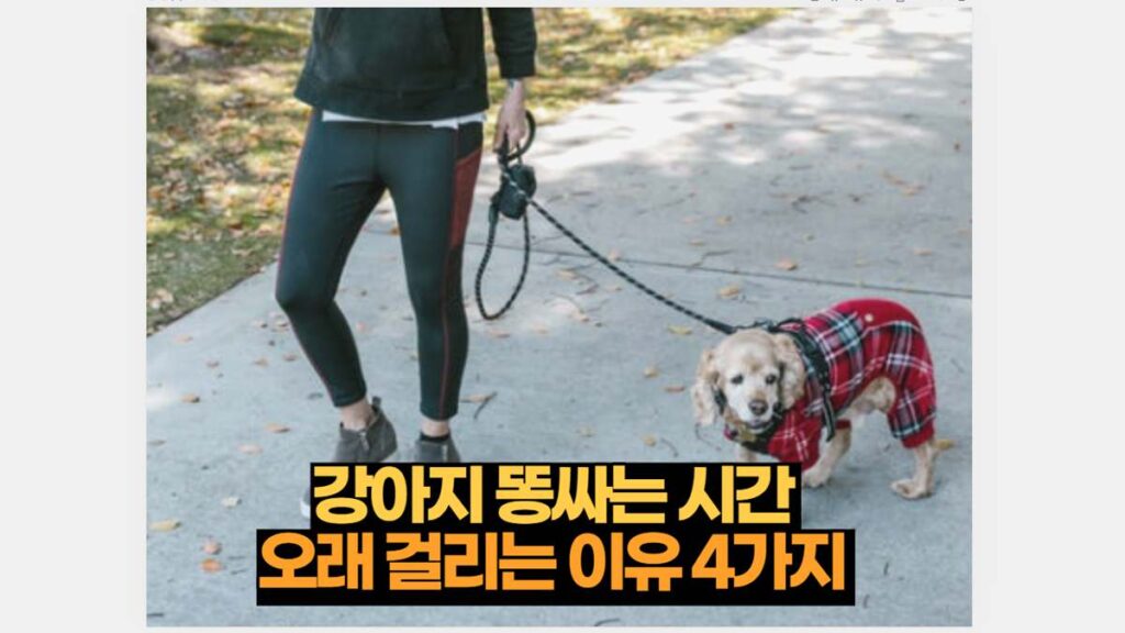 강아지 똥싸는 시간  오래 걸리는 이유 4가지 