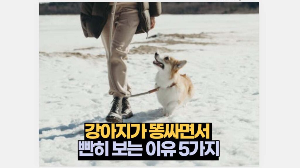 강아지가 똥싸면서  빤히 보는 이유 5가지