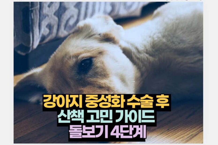 강아지 중성화 수술 후  산책 고민 가이드  돌보기 4단계