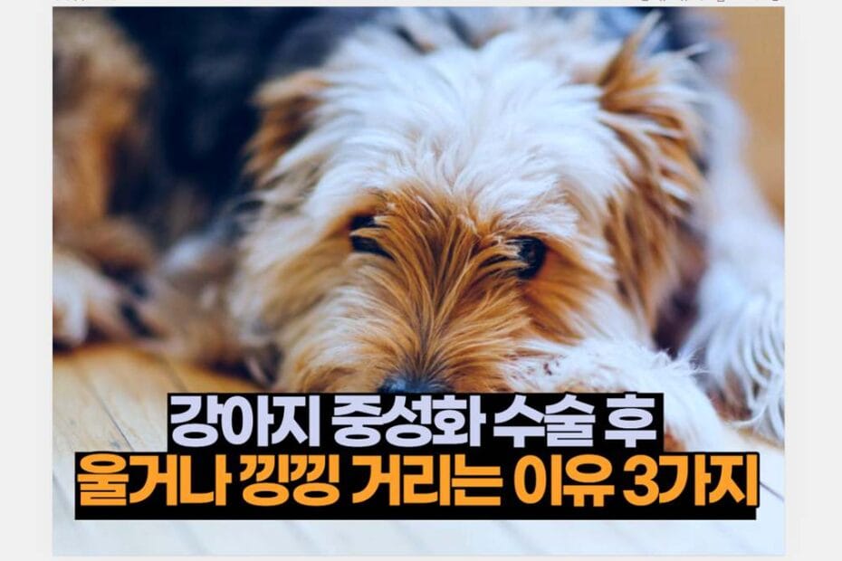 강아지 중성화 수술 후  울거나 낑낑 거리는 이유 3가지