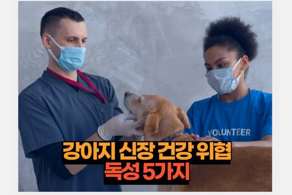강아지 신장 건강 위협 독성 5가지