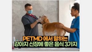 PETMD 에서 말하는  강아지 신장에 좋은 음식 3가지