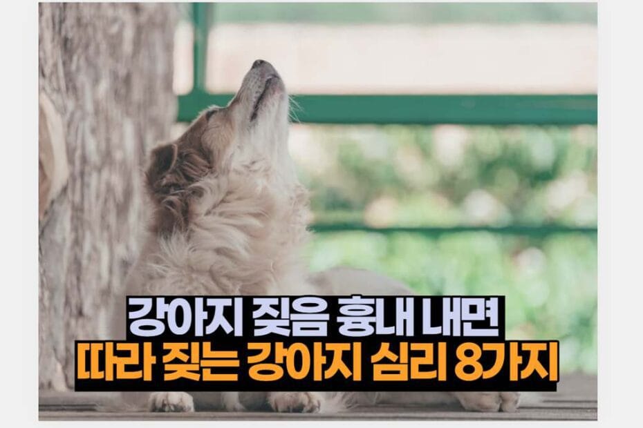 강아지 짖음 흉내 내면  따라 짖는 강아지 심리 8가지