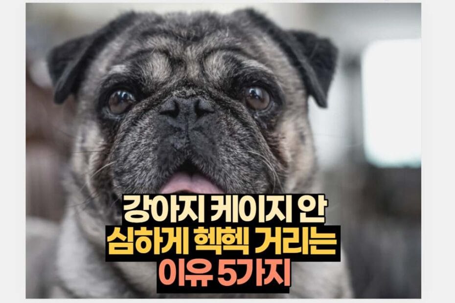 강아지 케이지 안 심하게 헥헥 거리는  이유 5가지