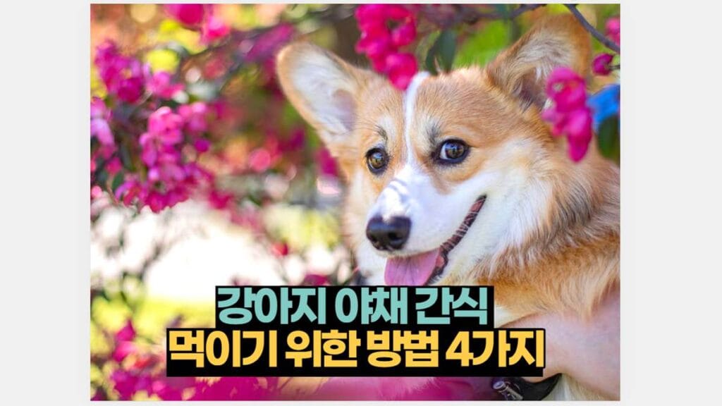 강아지 야채 간식  먹이기 위한 방법 4가지