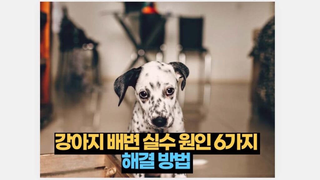 강아지 배변 실수 원인 6가지  해결 방법 