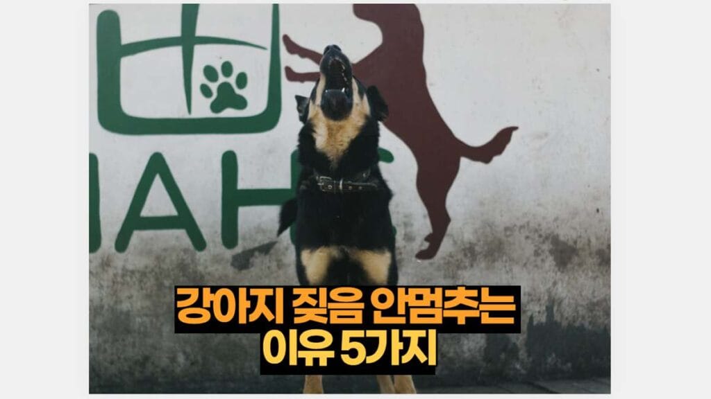 강아지 짖음 안멈추는  이유 5가지