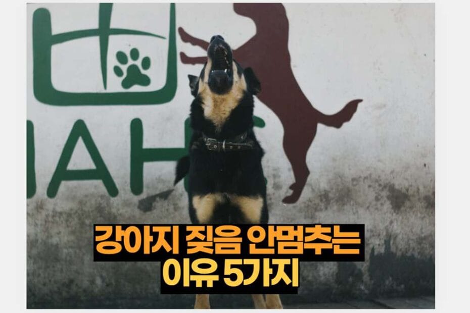 강아지 짖음 안멈추는  이유 5가지