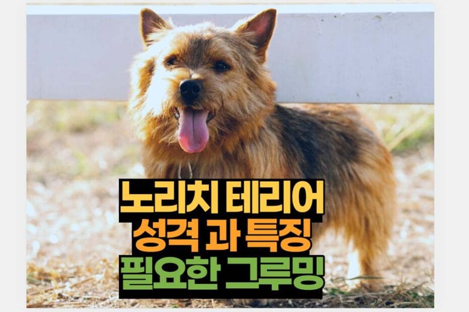 노리치 테리어 성격 과 특징 필요한 그루밍